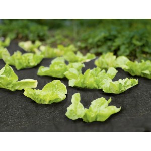 Czarna agrowłóknina (5 m x 1,5 m) na grządce z sałatą.