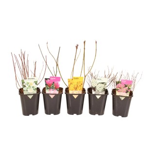 Pięć różnych krzewów kwitnących (t.b.t.) w doniczkach.