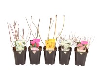 Krzewy kwitnące wieloletnie - don. 11 cm