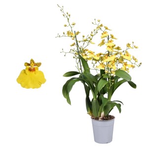 Żółta orchidea t.b.t. w doniczce. Dekoracyjna roślina doniczkowa o delikatnych kwiatach.