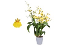 Orchidea Munsterland - wys. 50 - 65 cm