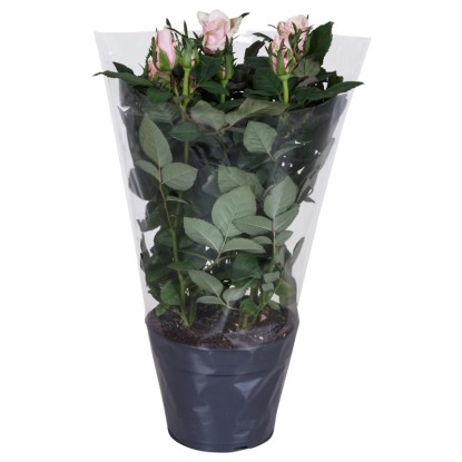 Róża Patio hit róż 27-52 tk 24cm don. 13cm