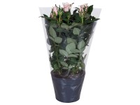 Róża Patio hit róż 27-52 tk 24cm don. 13cm