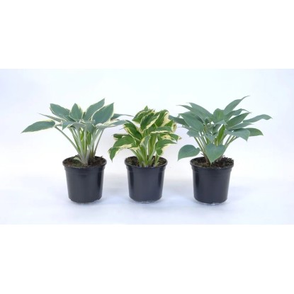 Funkia (Hosta) mix - don. 15 cn