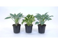 Funkia (Hosta) mix - don. 15 cn