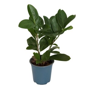 Rododendron (Rhododendron) mix odmian karłowate - don. 13 cm