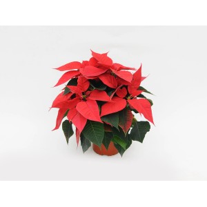 Czerwona gwiazda betlejemska w doniczce, świąteczna dekoracja na Boże Narodzenie.