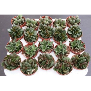 Różne sukulenty t.b.t. w doniczkach, asortyment.