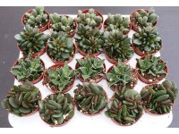 Sukulenty różne gatunki i odmiany