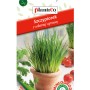 Zdjęcie opakowania nasion szczypiorku marki Plantico.