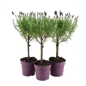 Lawenda francuska Anouk na pniu (Lavandula stoechas Anouk) don. 12 cm