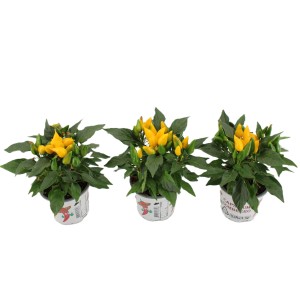 Trzy doniczkowe papryki ozdobne 'Sombrero' z żółtymi owocami i zielonymi liśćmi.