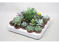 Succulenten mix wys. 5-7cm don. 5,5cm