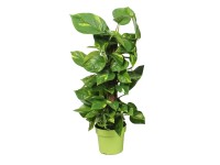 Epipremnum złociste (Epipremnum aureum) wys. 70cm