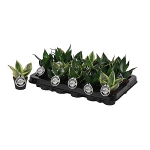 Sansevieria 't.b.t.' w tacy, zielona roślina doniczkowa z jasnymi brzegami liści.