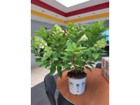 Hortensja bukietowa (Hydrangea Paniculata) - don. 17 cm
