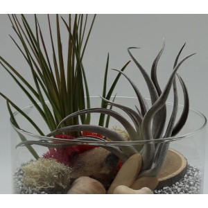 Dekoracyjne Oplątwy i bromelie w szklanym wazonie z kamieniami i mchem.