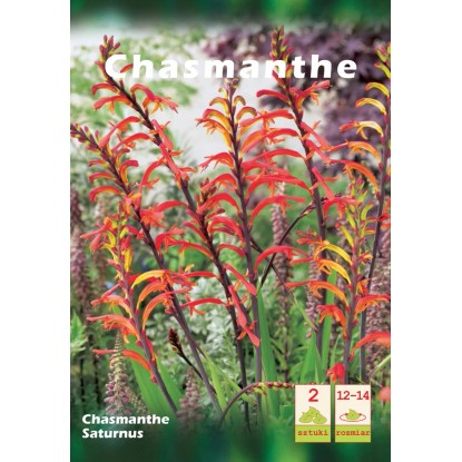 Chasmante Saturnus 1szt. 12-14
