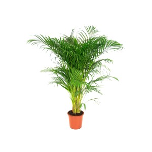 Zielona palma Areka (Dypsis Lutescens) w doniczce, wysoka ok. 110-120 cm.