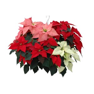 Wiszące gwiazdy betlejemskie w kolorze czerwonym, różowym i białym. Dekoracyjna roślina doniczkowa na sezon świąteczny.
