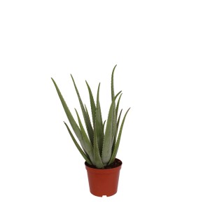 Aloes sukulent w brązowej doniczce.
