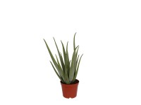Aloe vera wys. 35 cm don. 12 cm