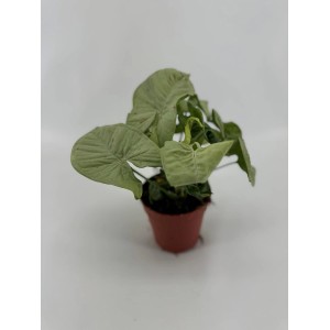 Roślina doniczkowa t.b.t. z zielonymi liśćmi.