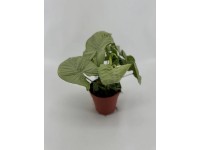 Syngonium mix, wys. 20-30 cm, don. 12 cm