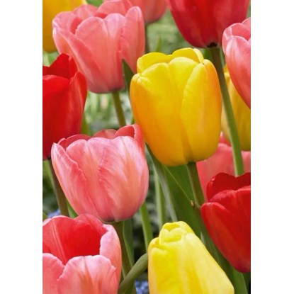 Tulipan odm. Darwin mix (Tulipa sp.) - 20 szt.