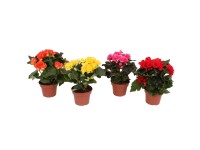 Begonia mix - don. 14 cm