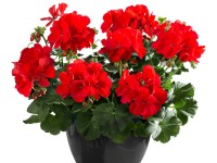 Pelargonia Champion