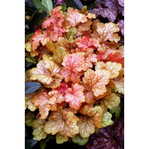 Kolorowe, pstre liście cieniolubnej byliny t.b.t.