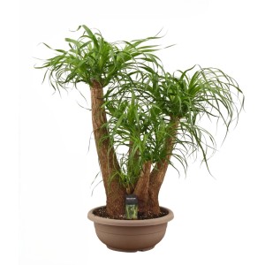 Nolina wygięta (Beaucarnea recurvata Branched) don. 30 cm