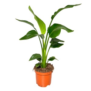 Duża, zielona roślina doniczkowa. Dekoracyjne liście, idealna do wnętrz.