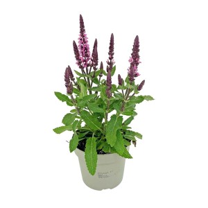 Kwitnąca roślina t.b.t. z fioletowymi kwiatostanami w doniczce.