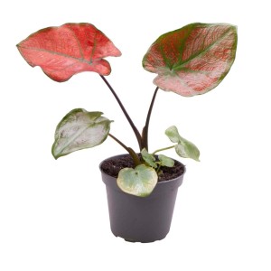 Roślina doniczkowa t.b.t. z czerwonymi i zielonymi liśćmi w doniczce.