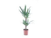 Juka (Yucca) - wys. 100 cm, don. 19 cm