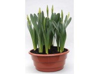 Narcyz  trąbkowy misa żółty