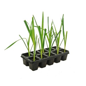 Młode rośliny w tacy rozsadowej do uprawy warzyw.