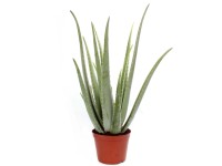 Aloe vera wys. 60 cm