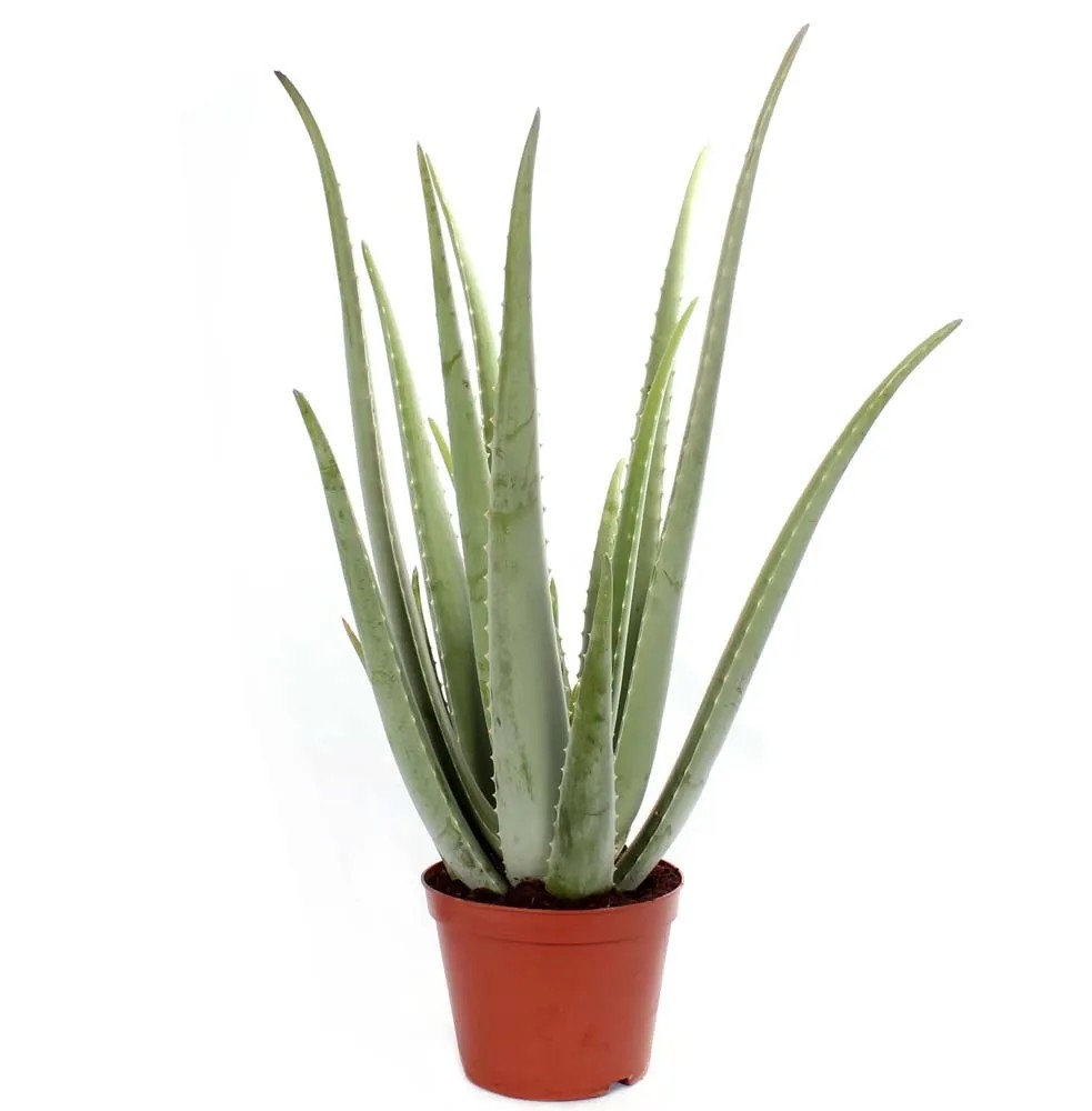 Aloe vera wys. 60 cm