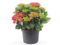 Hortensja wielkokwiatowa (Hydrangea macrophylla)