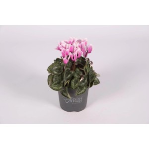 Fiołek alpejski w doniczce z różowo-białymi kwiatami.