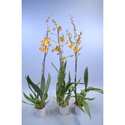 Storczyk 1pęd żółć wys. 70cm don. 11cm