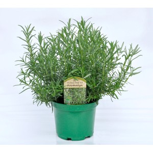 Rozmaryn w zielonej doniczce: Zioła do ogrodu i kuchni.