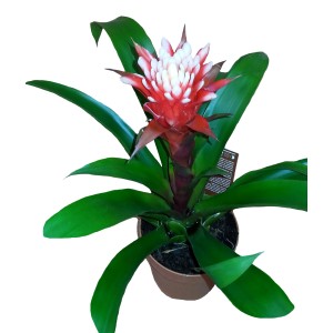 Guzmania, roślina doniczkowa z czerwono-białym kwiatem w brązowej doniczce.