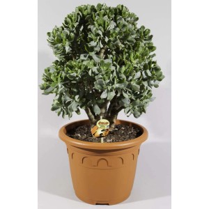 Zielony sukulent t.b.t. w brązowej doniczce.