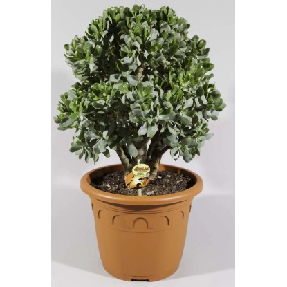 Grubosz (Crassula) mix - don. 32 cm
