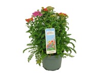 Krwawnik (Achillea millefolium Milly Rock) don. 19 cm