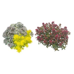 Rozchodnik (Sedum hybridum) mix don. 19 cm